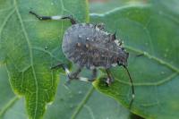 Halyomorpha halys