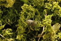 Rhaphigaster nebulosa