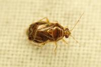 Deraeocoris lutescens