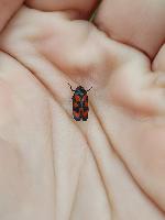Cercopis vulnerata
