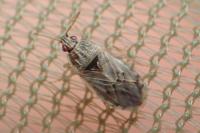 Holcocranum saturejae