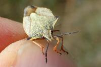 Carpocoris fuscispinus