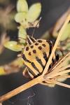 Graphosoma semipunctatum