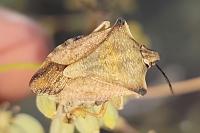 Carpocoris mediterraneus atlanticus
