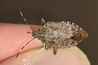 Halyomorpha halys