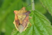 Carpocoris fuscispinus