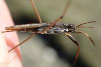 Gerris costae costae