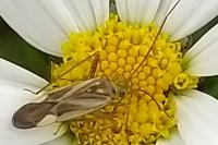 Adelphocoris lineolatus