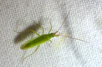 Trigonotylus ruficornis