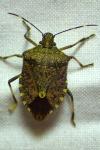 Halyomorpha halys
