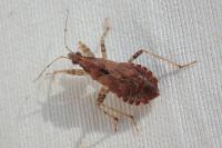 Himacerus mirmicoides