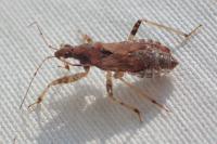 Himacerus mirmicoides