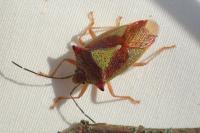 Acanthosoma haemorrhoidale