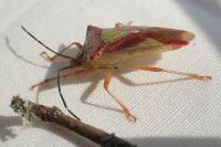 Acanthosoma haemorrhoidale