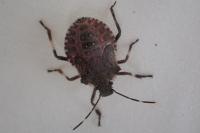 Halyomorpha halys