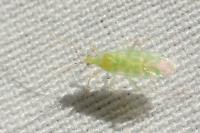 Malacocoris chlorizans