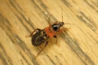 Prostemma sanguineum