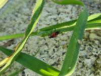 Melanocoryphus albomaculatus