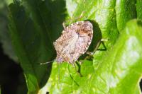 Halyomorpha halys