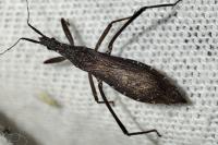 Pygolampis bidentata