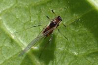 Myzus persicae