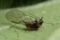 Myzus persicae