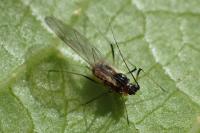 Myzus persicae