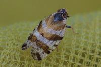 Tachycixius venustulus