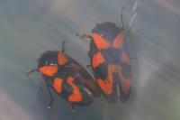 Cercopis vulnerata