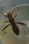 Camptopus lateralis