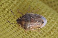 Neottiglossa leporina