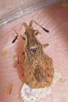 Spathocera dalmanii