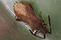 Coriomeris denticulatus