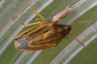 Aelia acuminata