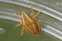 Aelia acuminata