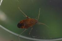 Psallus