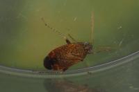 Psallus
