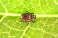 Aphis