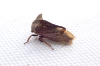 Centrotus cornutus