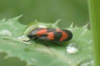 Cercopis vulnerata