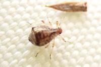 Cinara cupressi
