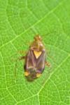Liocoris tripustulatus