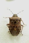 Rhaphigaster nebulosa