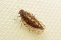Tachycixius pilosus