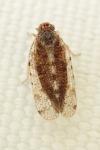 Tachycixius pilosus