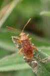 Rhopalus maculatus