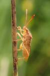 Rhopalus maculatus