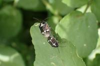 Eurydema oleracea
