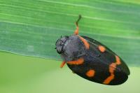 Cercopis intermedia