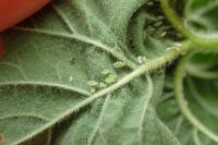 Aphis umbrella